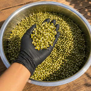 visible sprouts on moong/cowpea